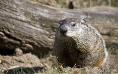 The Origin of Groundhog Day