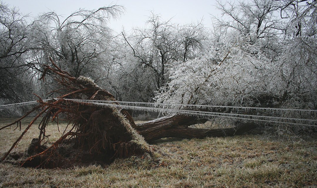 aftermath of an ice storm. uprooted and fallen tree pulling a fence with its roots.